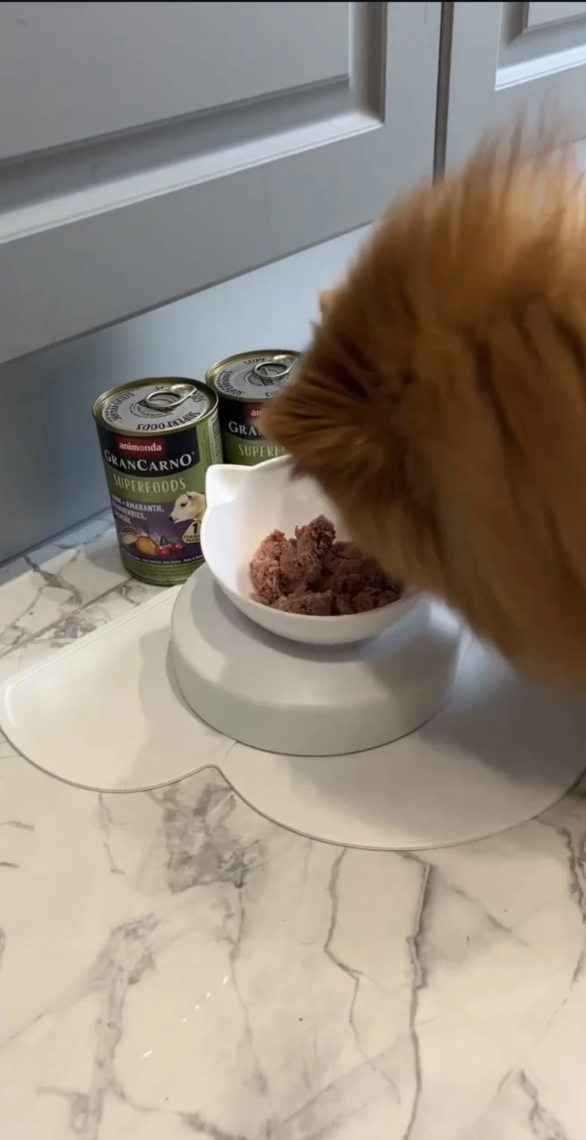 GranCarno Hundefutter Platz 2